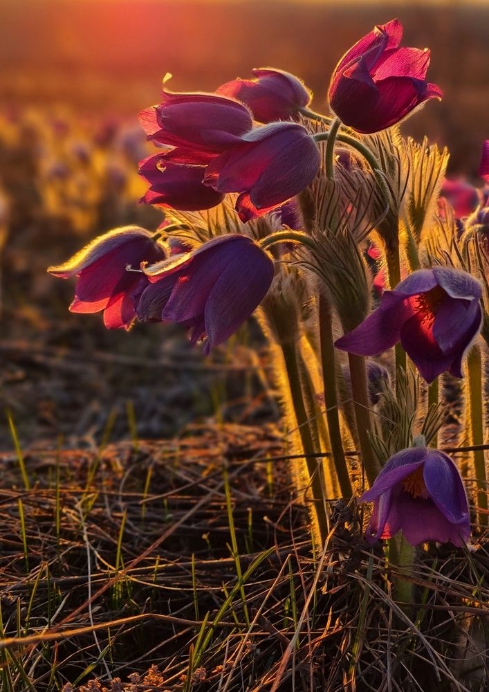 Photograph by Ольга Веселова