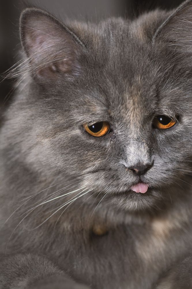 Beautiful Grey Cat With Tongue Out