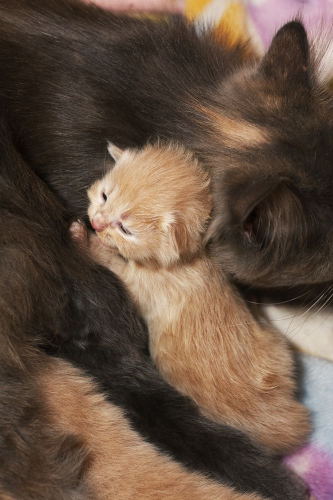 Kitten Sleeping While Cuddling Mother Cat
