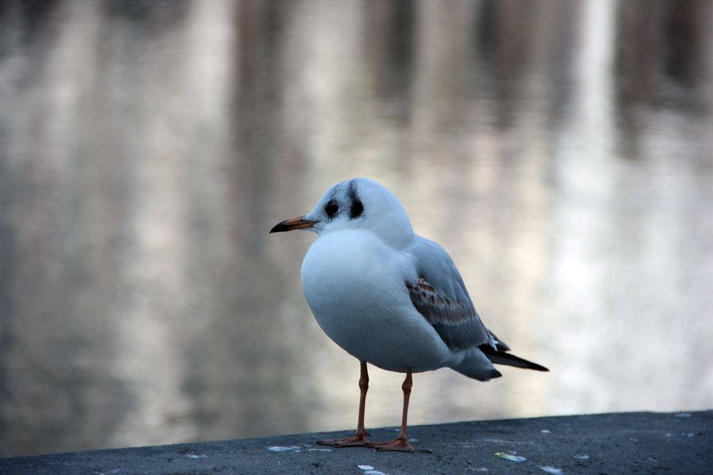 Photograph by Александр Тельнюк