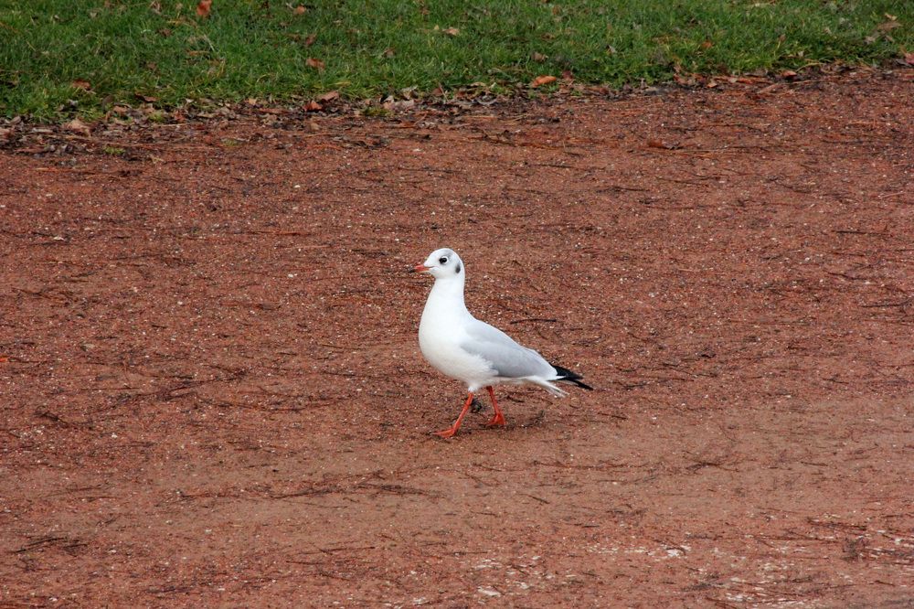 Photograph by Александр Тельнюк