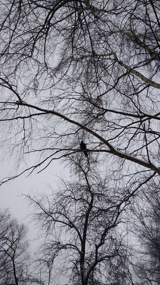 Photo #7543187