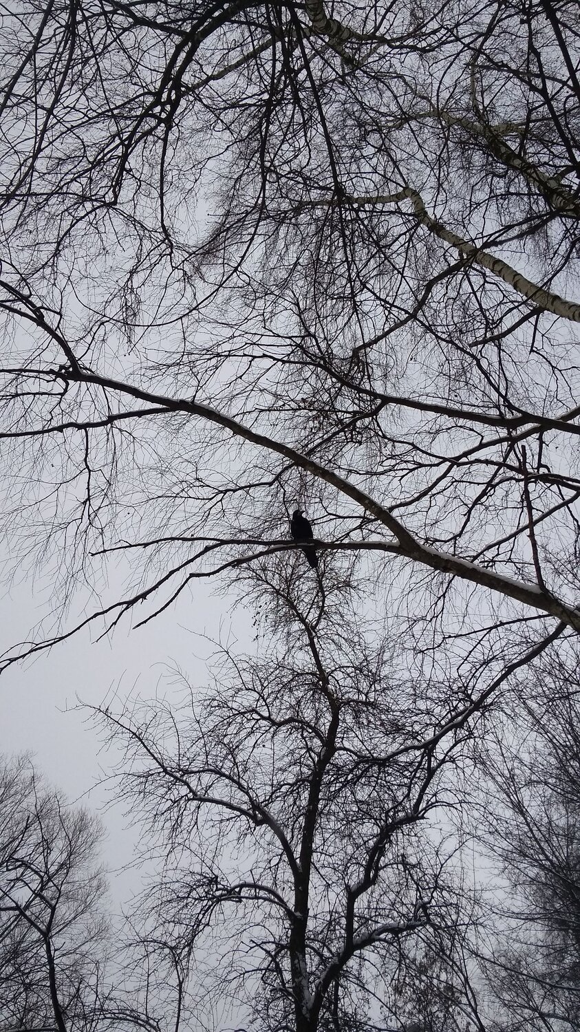 Photo #7543187