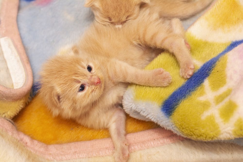 A light brown colored kitten lying in towel