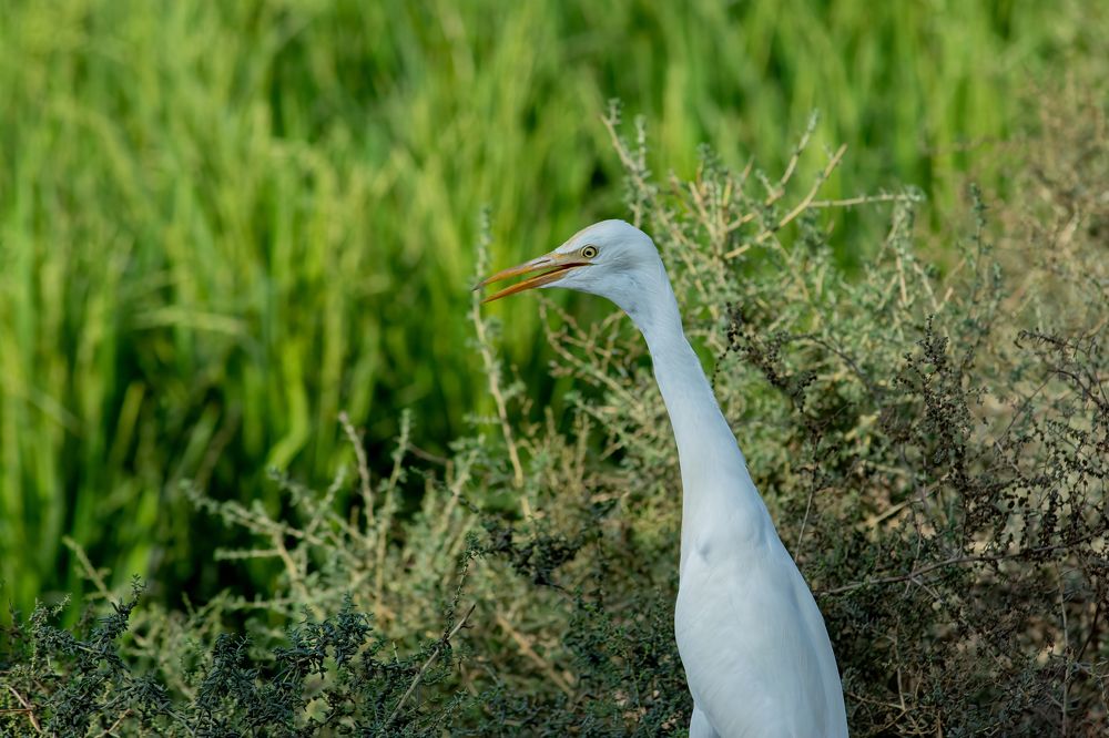 A Cattle Egret With Green Field in Background
