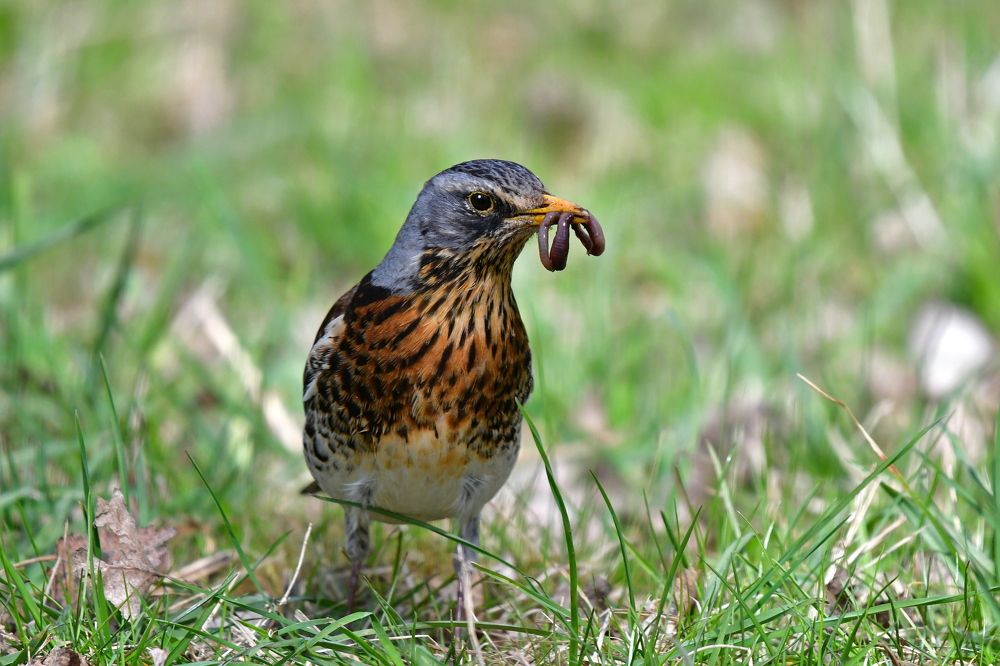 Photograph by Корнейчук Игорь