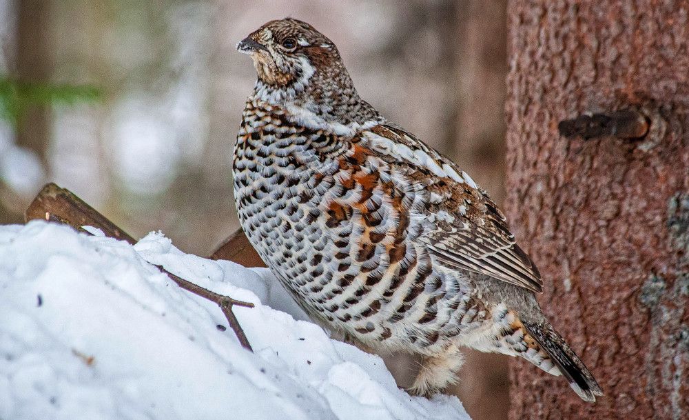 Photograph by Анатолий