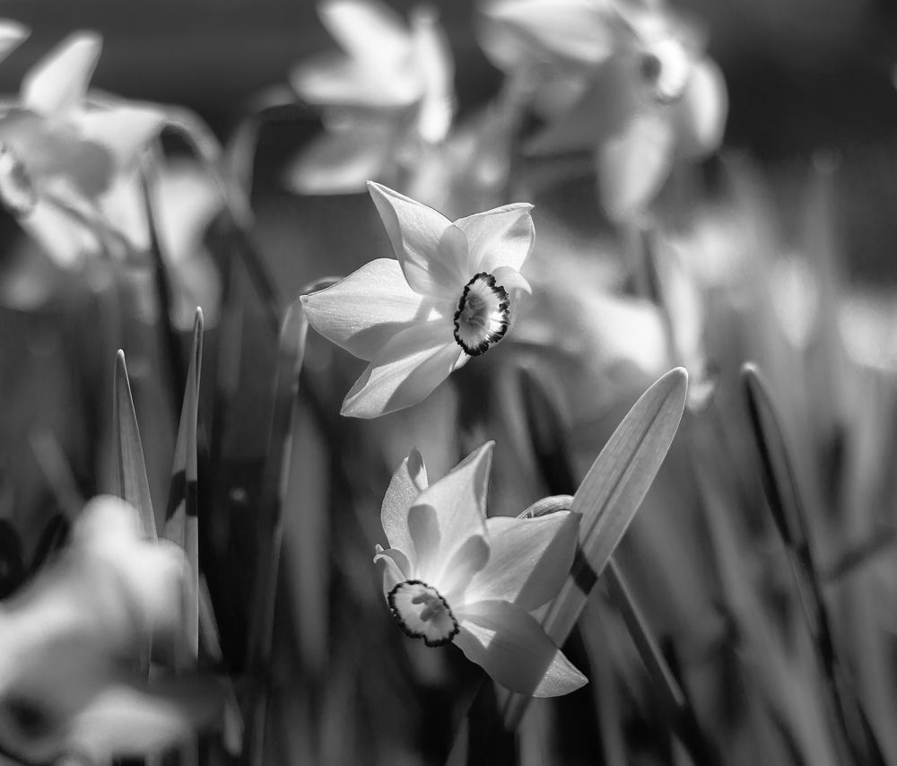 Devotion in Black@White