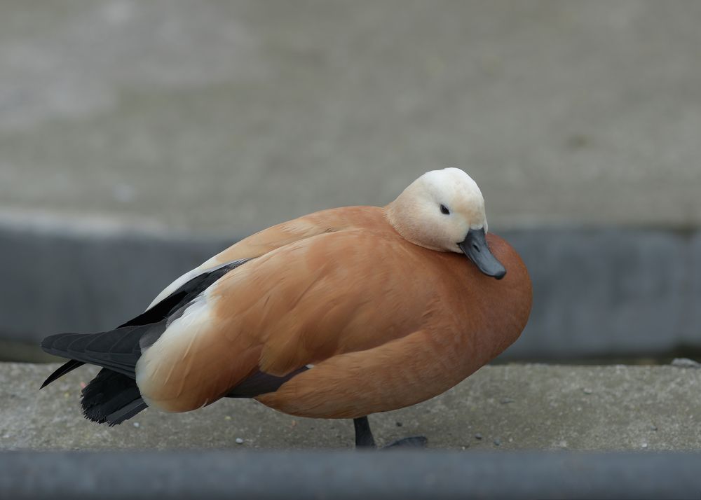 Photograph by Наталья Цуканова