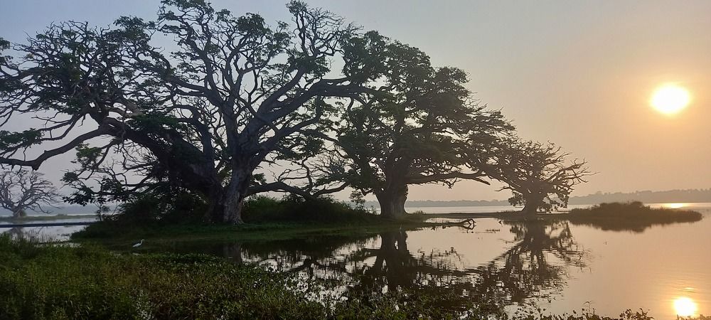 Sunrise and Rain trees in water