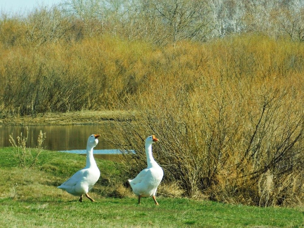 Photograph by Чкареули Светлана