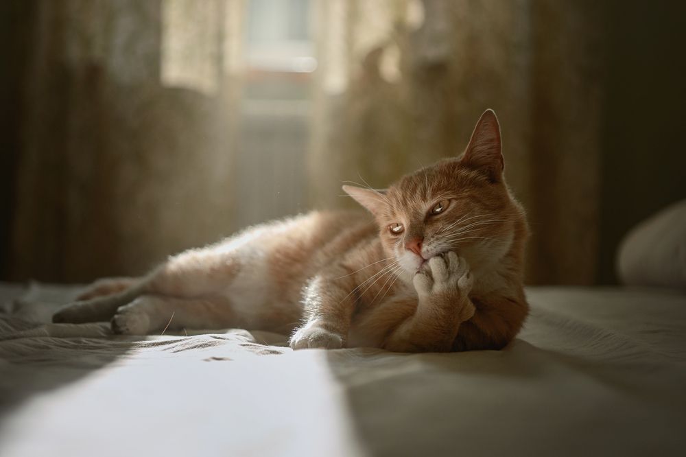 Photograph by Дарья Базарнова