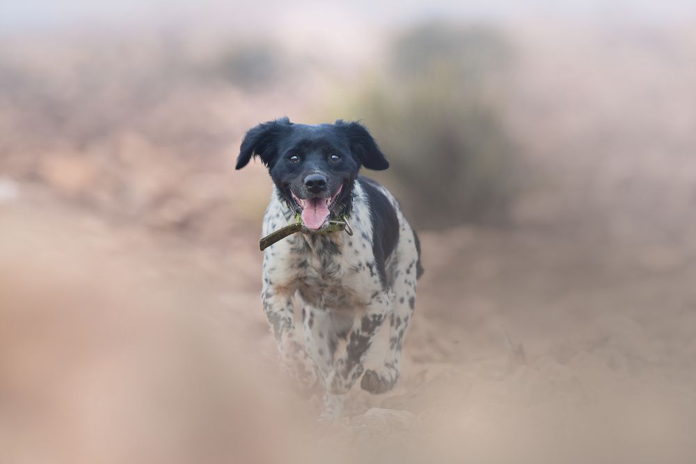 Фотография автора Mehdi EL Baqali