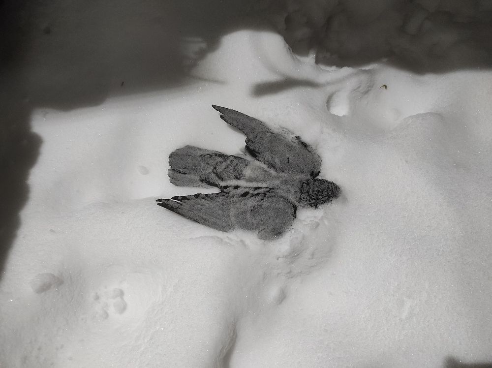 Photograph by Саттарова Ирина