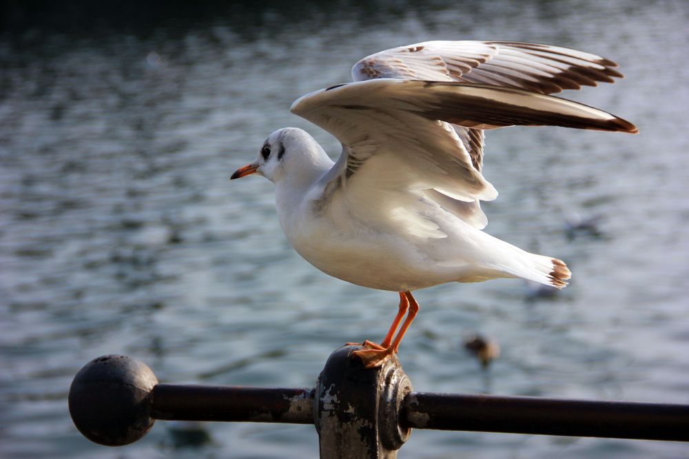 Photograph by Александр Тельнюк