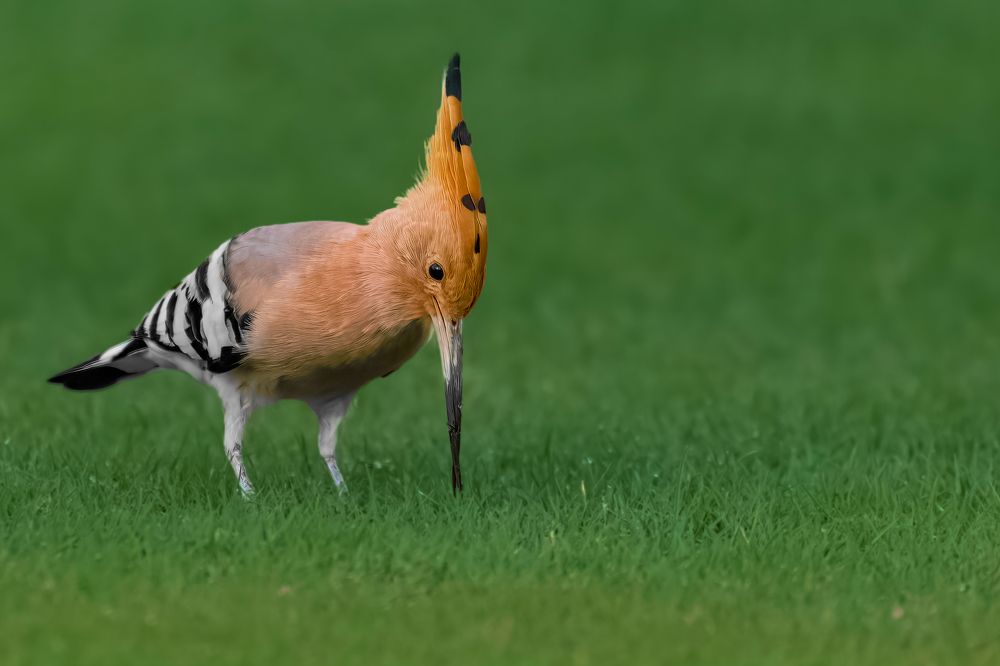 Фотография автора Ahmed Zaeitar