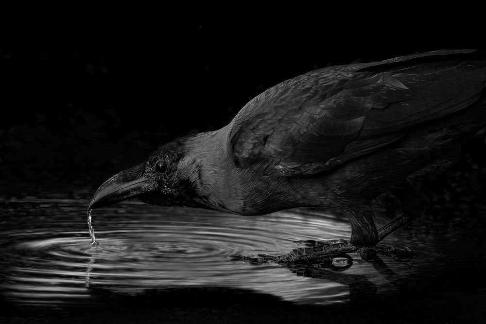 Фотография автора Ahmed Zaeitar