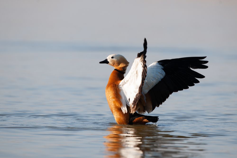 Photograph by Afanasev Roman