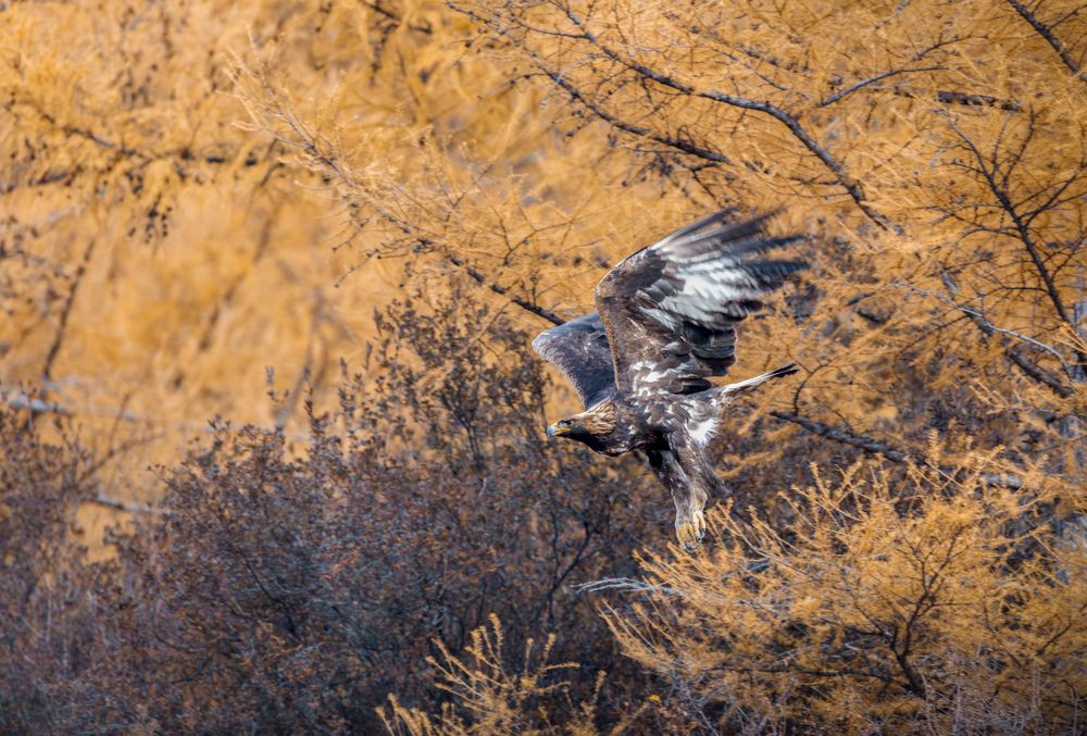 Photograph by Afanasev Roman