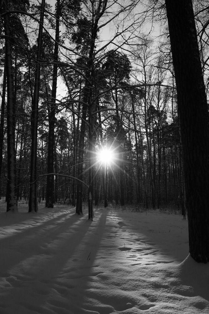 Photograph by Светлана Шуткова