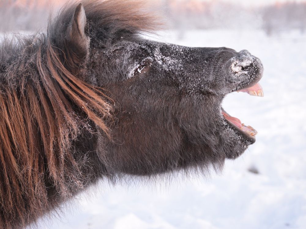 Якутские лошади в -60°С