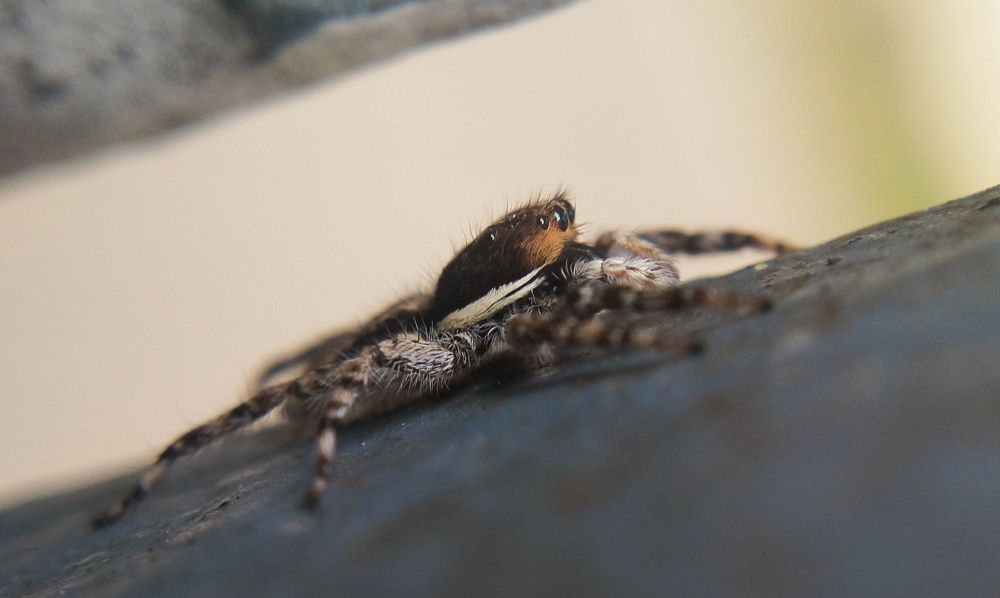 Photograph by Sajal Menon