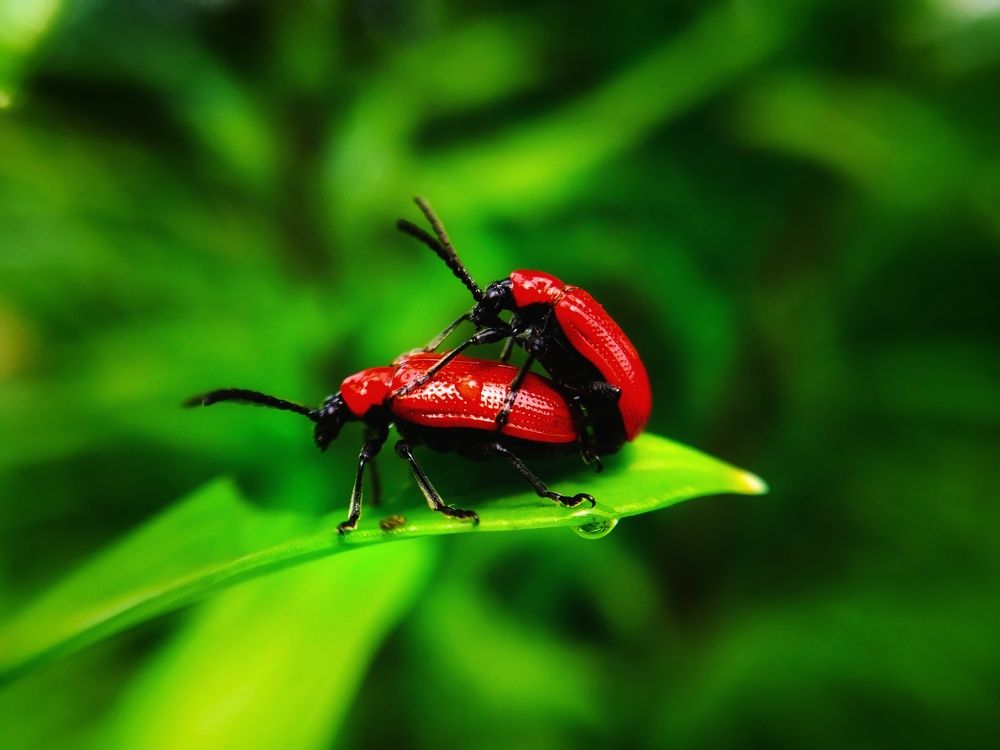 Photograph by Любовь Коровацкая