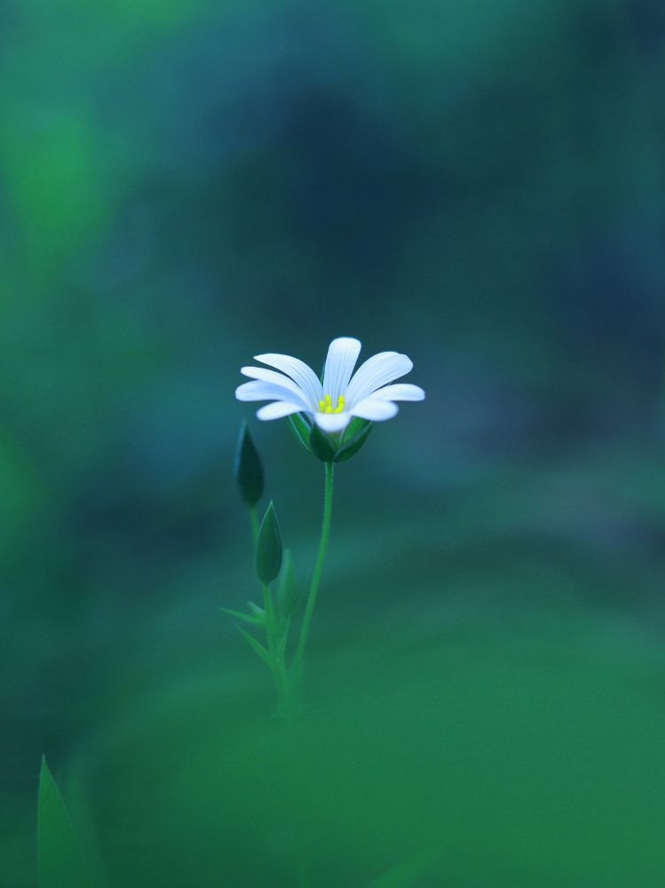 Фотография автора Foto