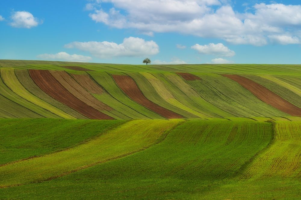 Фотография автора Shahram Hafezi