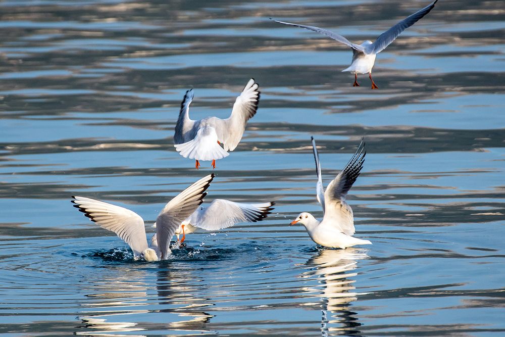 Photograph by Matko Matkovic