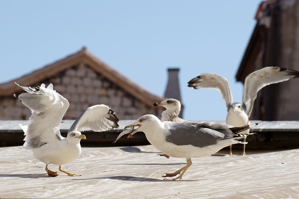 Photograph by Matko Matkovic