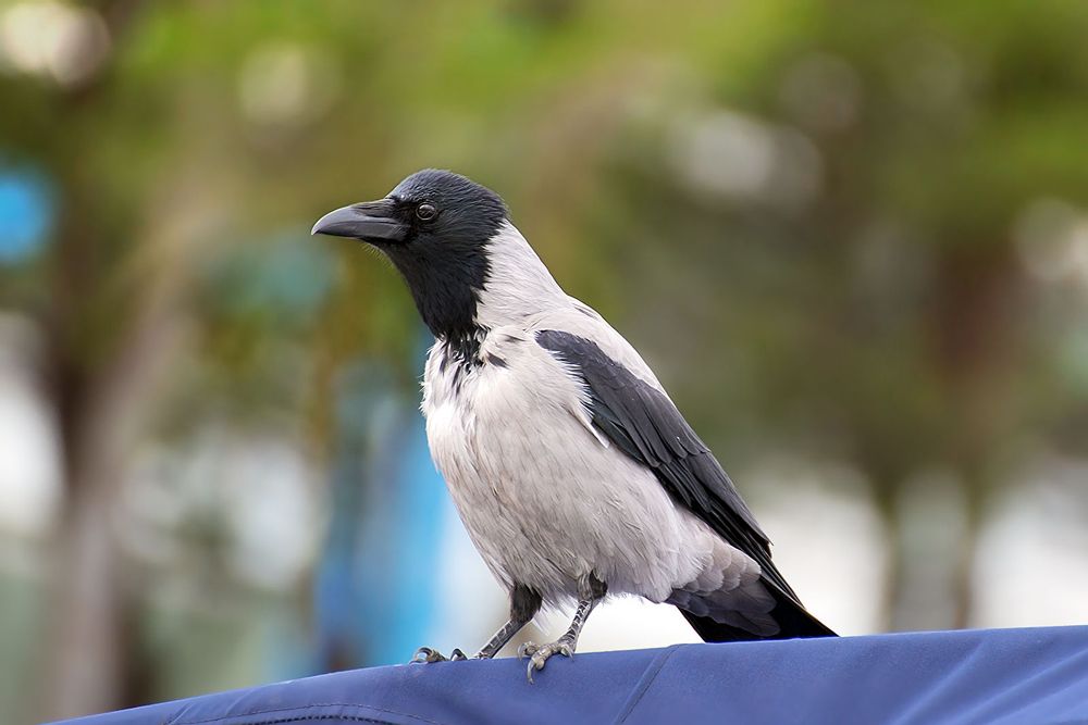 Photograph by Matko Matkovic