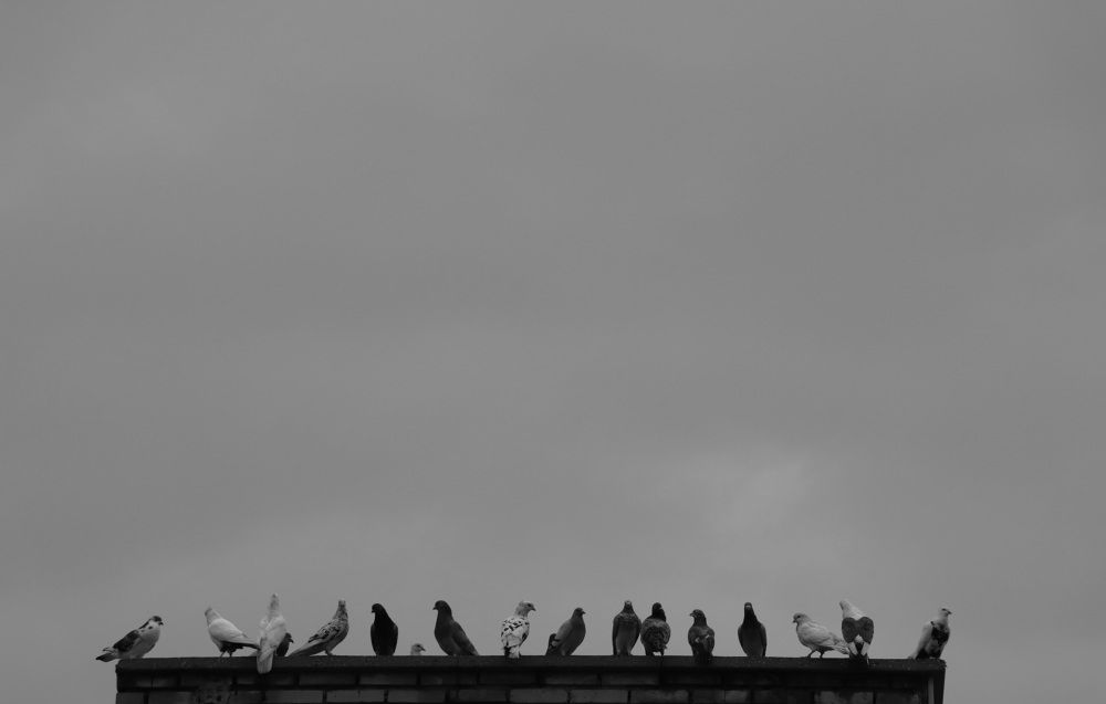 Photograph by Parisa Cheraghi