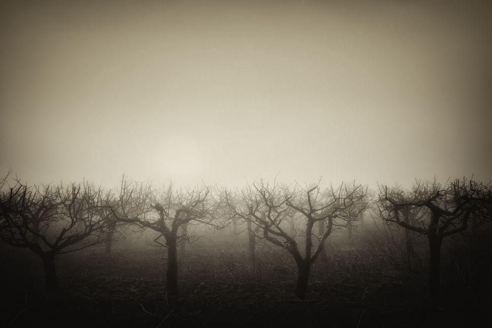 «Туман как иная реальность»