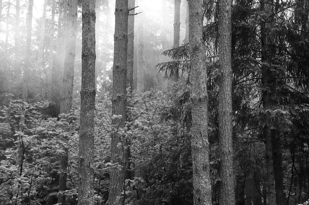 Photograph by Лада Денисова