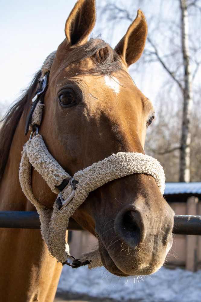 Портрет лошади