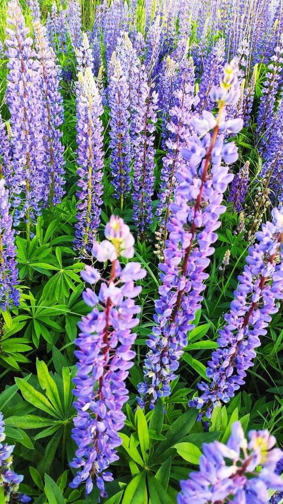 Photograph by Антонина Ягущина