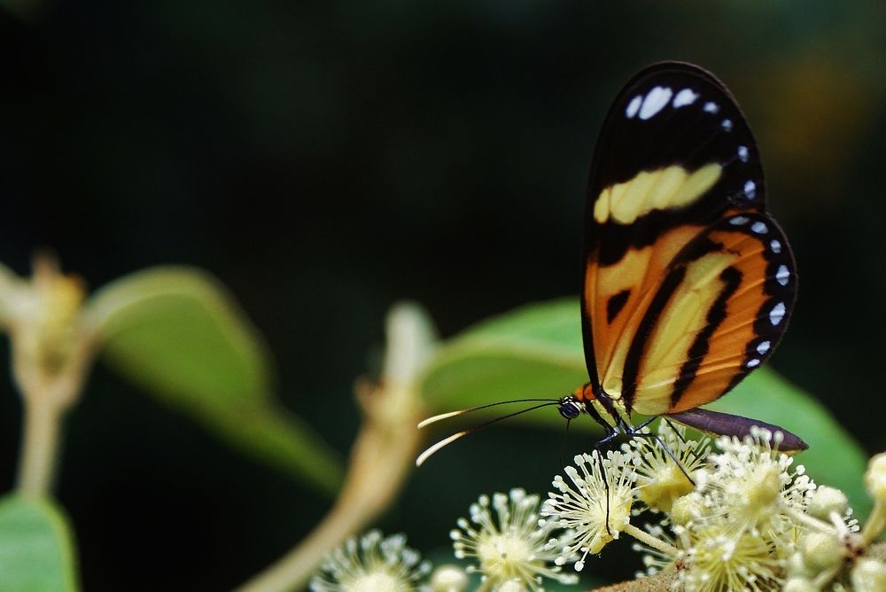 Photograph by Mauricio Brasilli