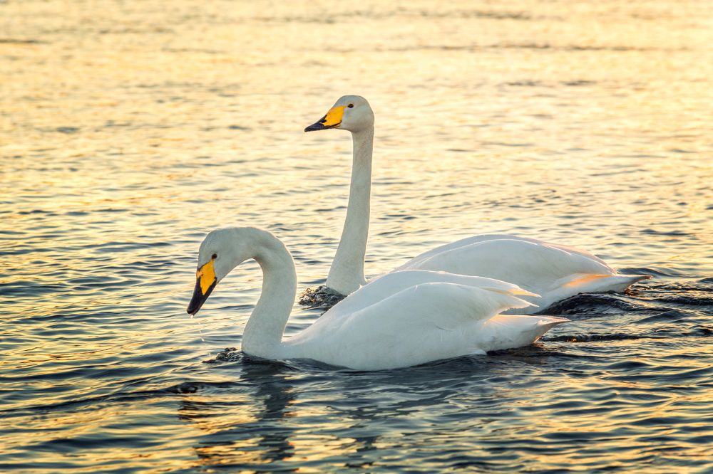 Photograph by Артем Удодов