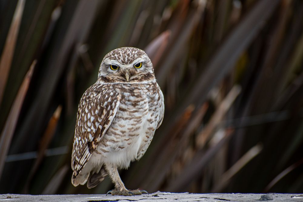 Фотография автора Liliana Cancino Abregu