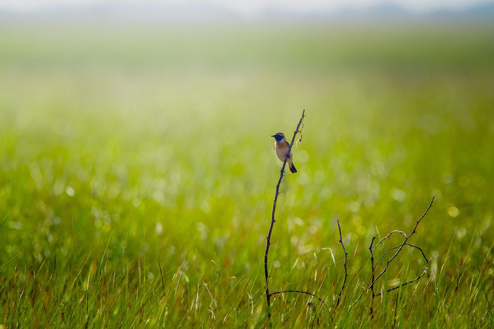 Photograph by Nitin Sidhpura