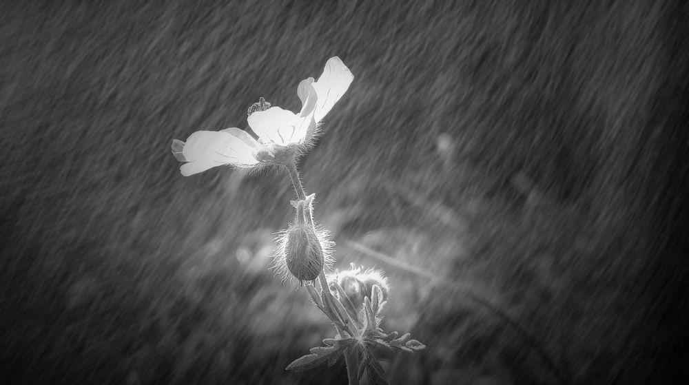 Photograph by HOSSEIN AHMADZADEH