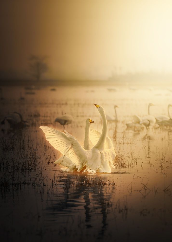 Фотография автора Shahram Hafezi