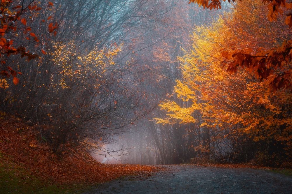 Фотография автора Shahram Hafezi