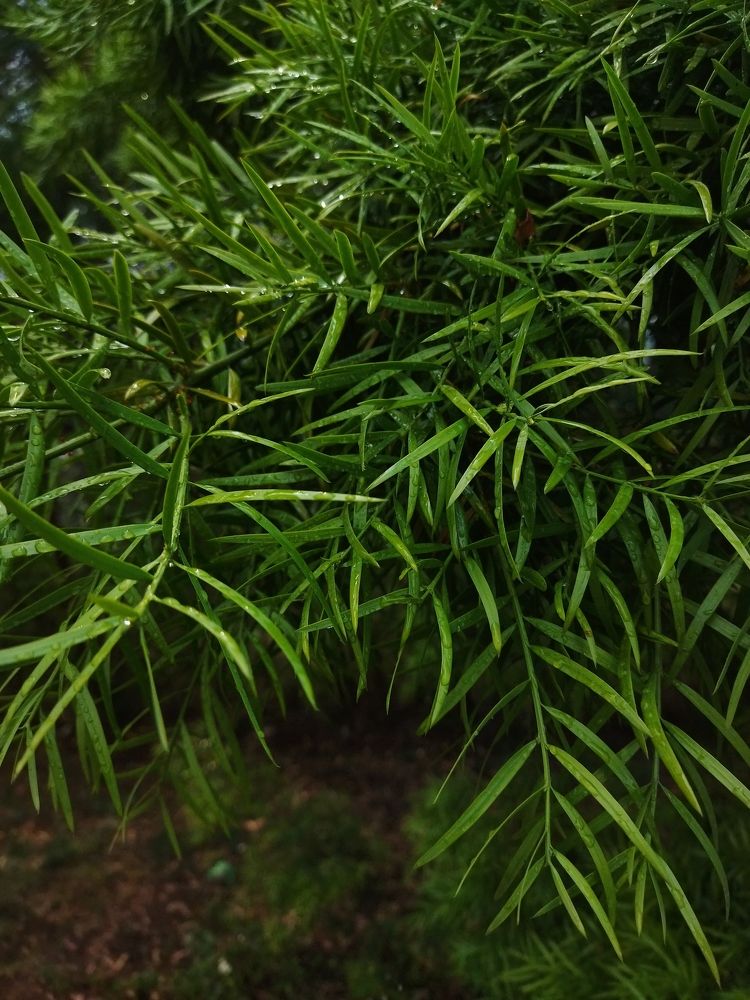 Фотография автора MEVIN