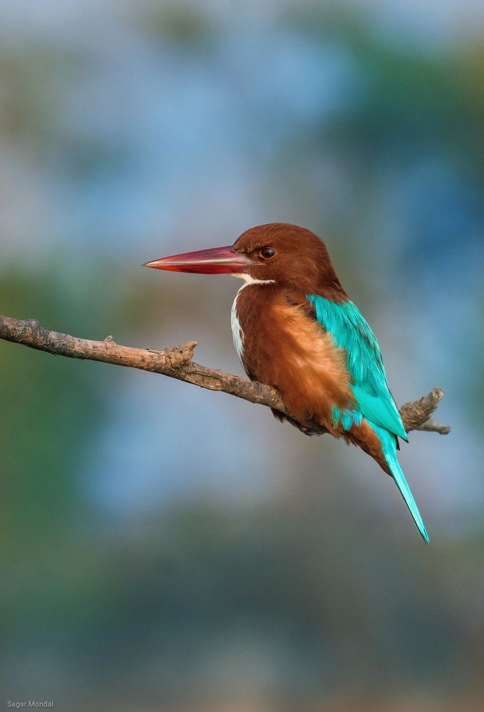 Photograph by Sagar Mondal