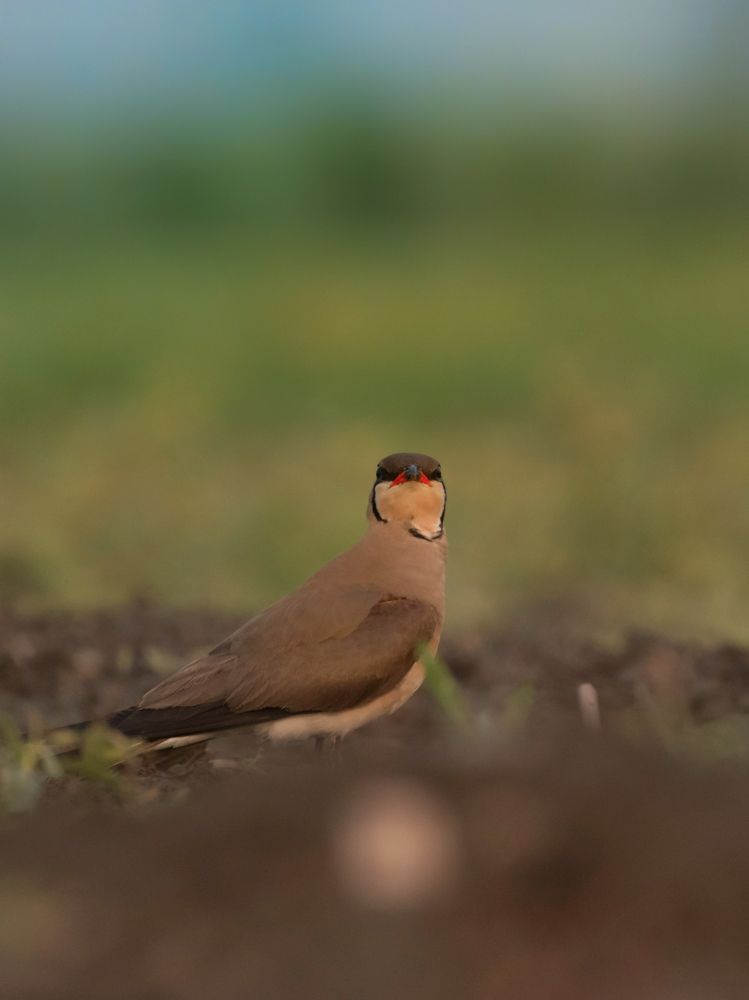 Photograph by Sagar Mondal