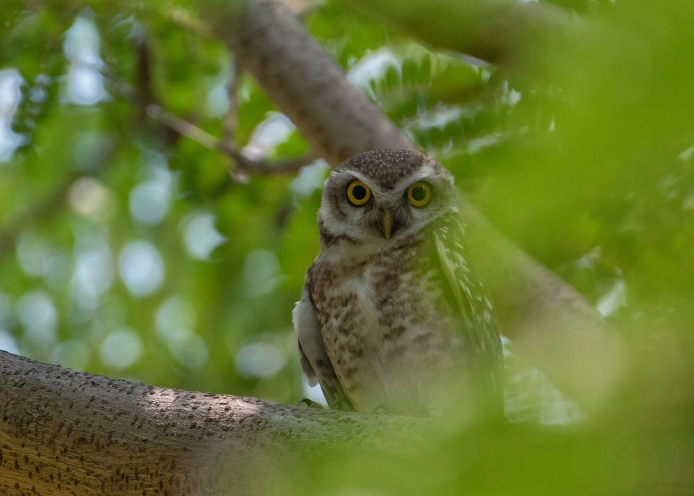 Photograph by Sagar Mondal