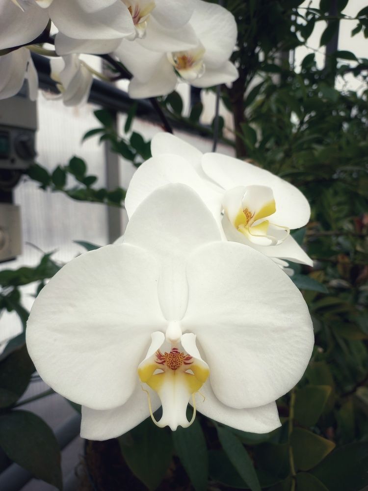 Photograph by Зоя