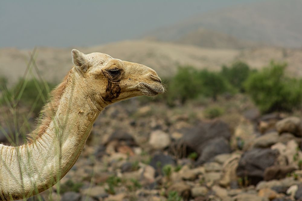 A Camel portrait with stones and hills in  background